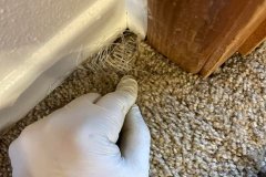 Master-Carpet-Cleaning-5