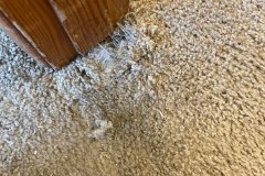 Master-Carpet-Cleaning-9